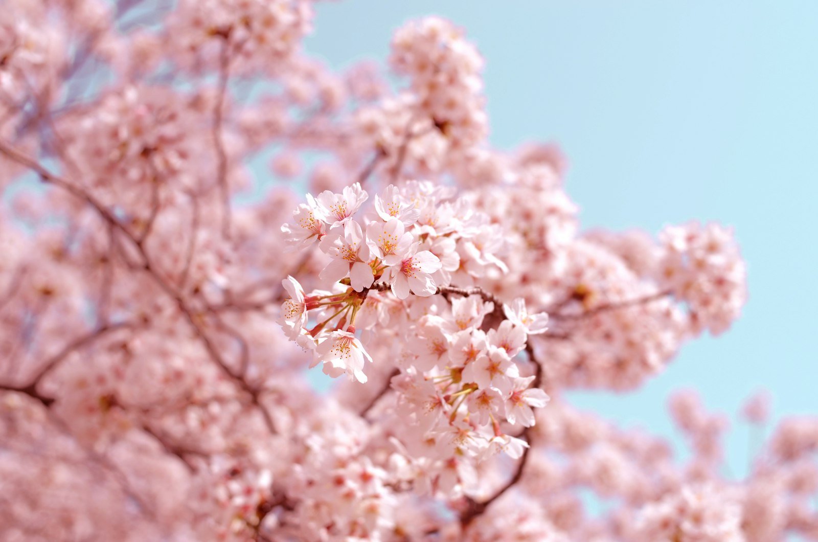 The cherry trees behind Tennō-ji